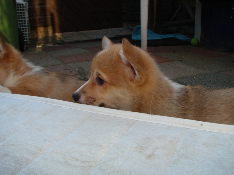 Puppies